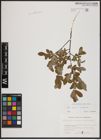 Foto von Salix aurita L. x Salix myrtilloides L.